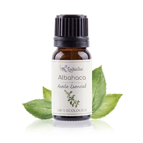 Aceite esencial de Albahaca, Labiatae